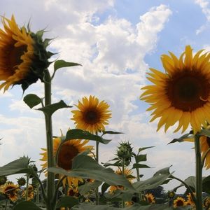 Sunshine this is for you!!!🌻